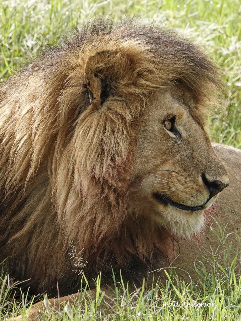 Lion, male