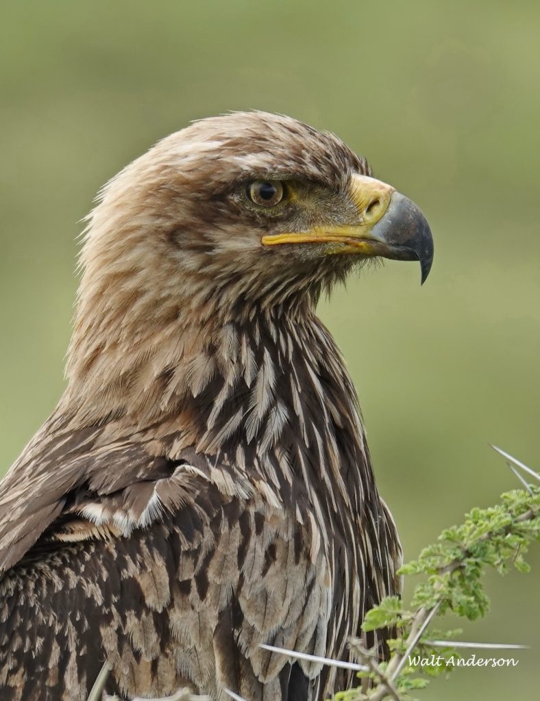 Tawny Eagle