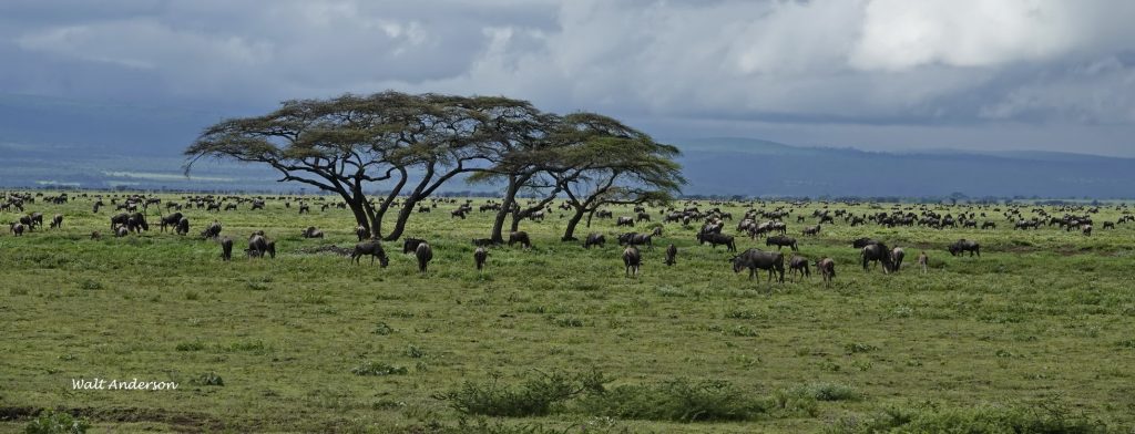 Wildebeest, acacias